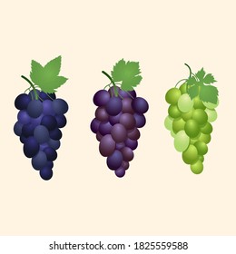 Three bunches of grapes of different colors