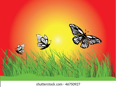 three butterflies in the sunset