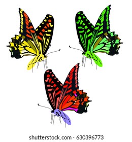 three butterfly on white background and flying together