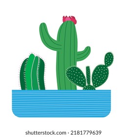 Three cacti in one pot. Cute illustration of succulents in a flower pot. Green cactus. Colorful flat vector illustration.