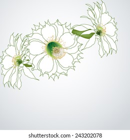 Three cactus flower on white background realistic close-up