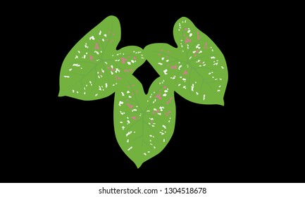 Three Caladium Tricolor Vector