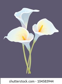 "Three callas against a dark background"