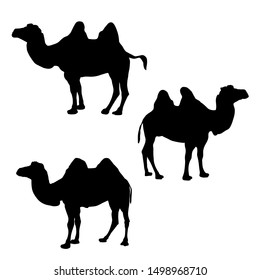 Three camel silhouette vector, black silhouette, isolated on white background