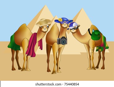 Three camels as tourists in front of pyramids.