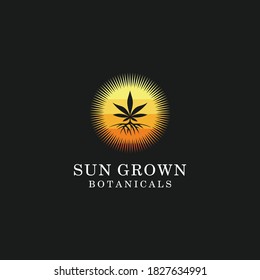 Three Cannabis with Sun,  Hemp in circle shape logo design 