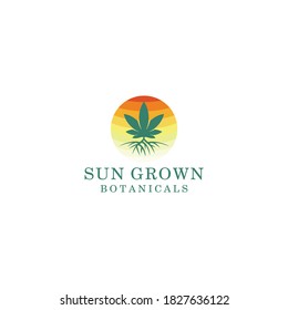 Three Cannabis with Sun,  Hemp in circle shape logo design 