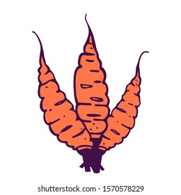 three carrots bouquet illustration. Hand-drawn in cartoon style. Colored artwork isolated on white background, in vector.
