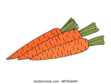 Three carrots on white background. Hand drawn vector illustration.