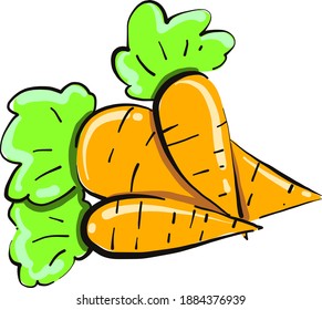 Three carrots,illustration,vector on white background