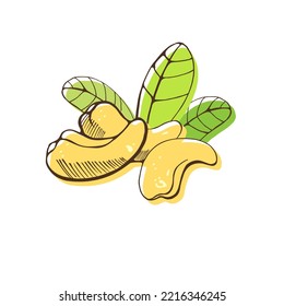 Three cashew nuts and leaves on white background. Hand drawn vector illustration.