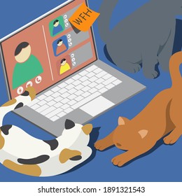 Three cats playing on the table in front of laptop during video conference while work from home.