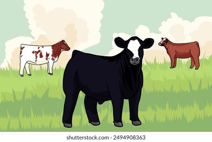 three cattle livestockshow are grazing