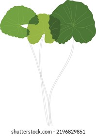 three centella asiatica leaves in a garden on a white background