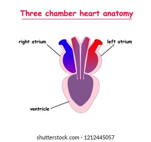 Three chamber heart anatomy isolated on white background infographic. heart vector illustration.
