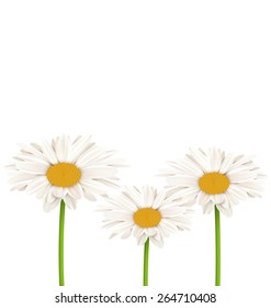 Three chamomiles isolated on white. Floral nature flower background