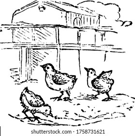 Three Chick are feeding on grains outside a large farm building, often called Barnyard., vintage line drawing or engraving illustration. 