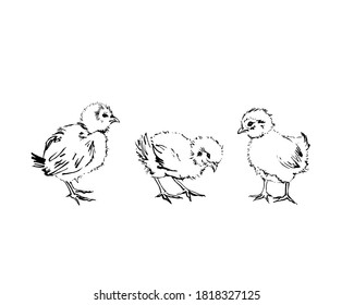 Three chicks hand-drawn with black ink and brush. Isolated on white