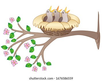 Three chicks are sitting in a cozy nest on a flowering branch - vector full color picture. Spring branch with flowers and leaves and a nest with chicks on it. Small newly hatched birds.