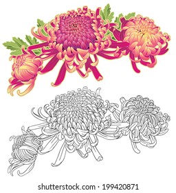 three chrysanthemum flower bud design composition with green leaves. Two types - colorful and monochrome. Isolated on white.