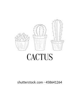 Three Chubby Home Cacti Hand Drawn Realistic Sketch