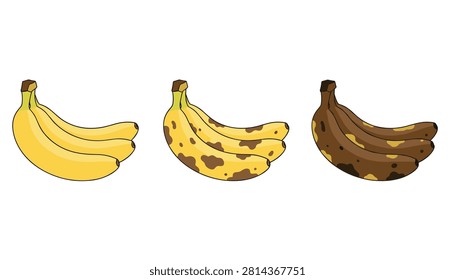 Three clusters of bananas showing progression from fresh yellow fruit to overripe brown stages in a simple flat illustration style.