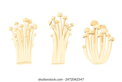 Three clusters of enoki mushrooms isolated. Illustration of fresh fungus. Healthy eating and Asian cuisine ingredient.