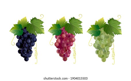 Three Clusters Of Grapes (red, Black And Green Grapes) Isolated On A White Background. Vector Set.