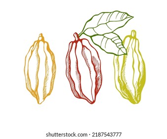 Three cocoa beans. Hand drawn vector illustration.