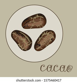 Three cocoa grains in a circle on a gray isolated background and the inscription cacao