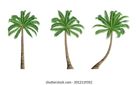 Three coconut trees isolated on white background.