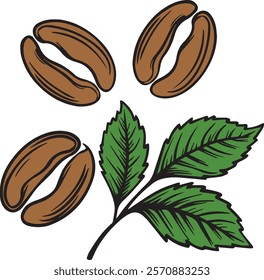 Three coffee beans placed in front of three detailed leaves