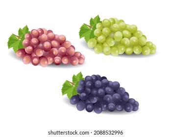 three color grapes isolated on white.red green purple, Vector illustration