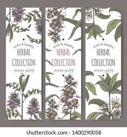 Three color labels with Illicium verum aka star anise or badiane, Glycyrrhiza glabra aka liquorice and Digitalis lanata aka woolly foxglove sketch. Green apothecary series.
