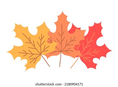 Three color maple leaf. Maple tree. Yellow, orange and red. Nature and plants. Autumn season september october. Flat vector illustration isolated on white background