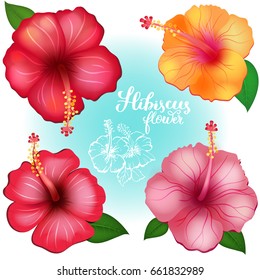 Three colored exotic flowers Hibiscus