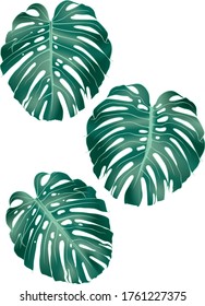 Three colored tropical leaves. Monstera. Evergreen Liana. Vector graphics.