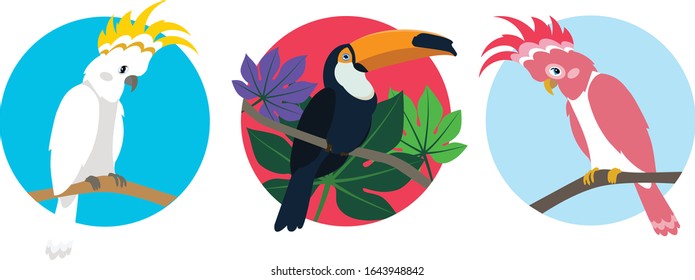 Three colorful  parrot bird animal illustration on isolated white background. Tropical wildlife set. Simple illustration for web and print uses
