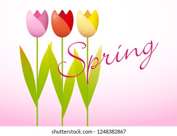 Three colorful tulips on a spring background
