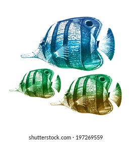 Three colorful vector exotic fish