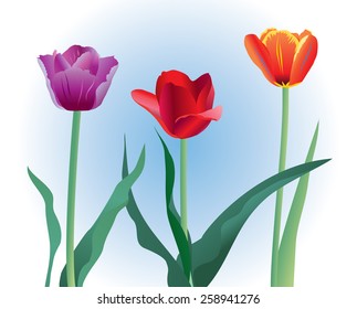 Three colourful tulips. Vector illustration.
