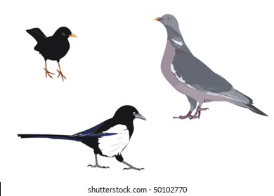 three common bird species