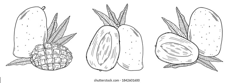 Three compositions of a whole mango and halves of fruit on a background of leaves. Black outline image on a white background. Doodle style.