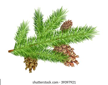 Three cones on Christmas tree branch. Isolated object on white.