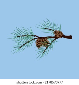 Three cones on a pine branch
