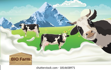 Three cows with black spots on a meadow looking at the camera. Mountains and blue sky in the background. Splashing milk from bio farm. 3D mockup product placement. Vector