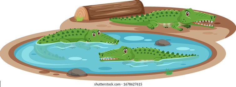 Three crocodiles in the pond on white background illustration