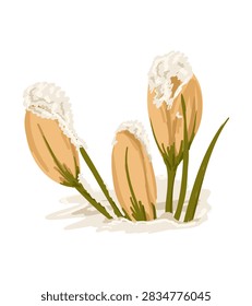 Three crocus flowers with snow on their petals are visible, surrounded by white snow and green grass, depicting the arrival of spring