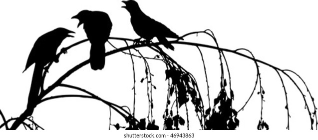 three crows arguing on branch