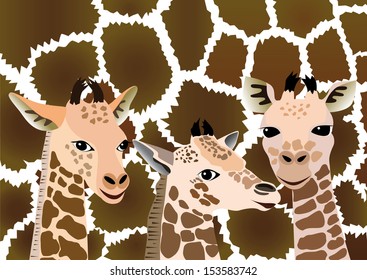  Three cubs giraffe on background skin adult giraffe.